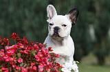BOULEDOGUE FRANCAIS 658